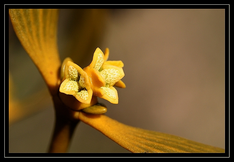 Gui.jpg