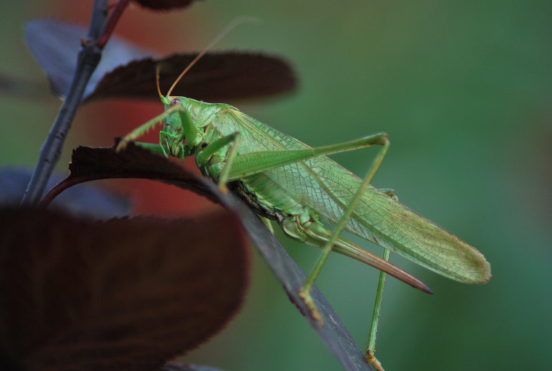Copie de DSC_5605-1.JPG