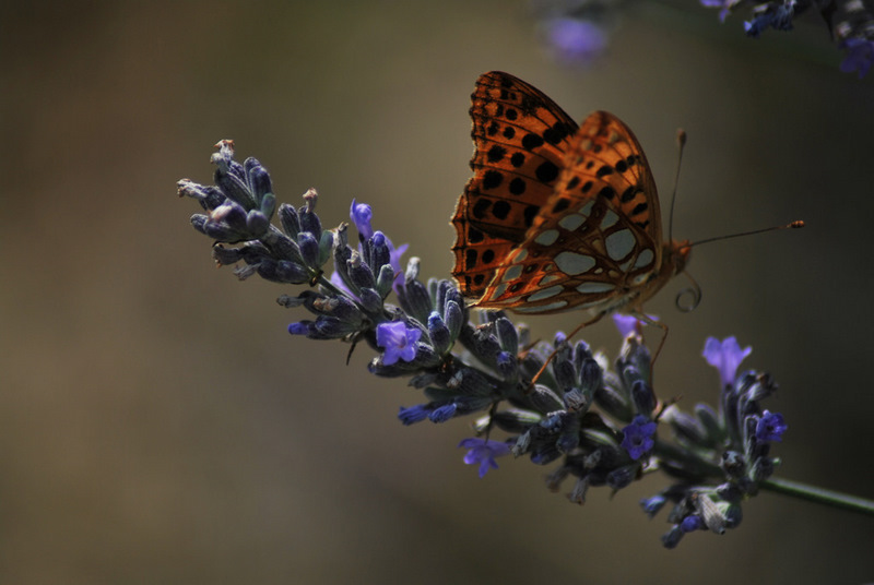 Copie de DSC_5018-1.JPG