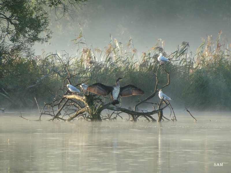 brume sur le lac de grand -lieu - Copie.jpg