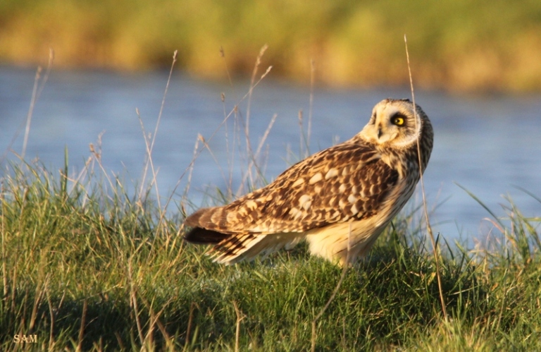 hibou des marais c - Copie.jpg