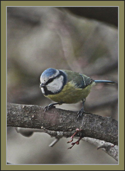 mésange bleue.jpg