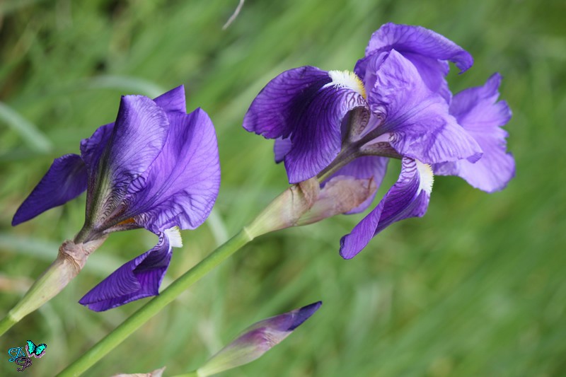 iris-mars-2011.jpg
