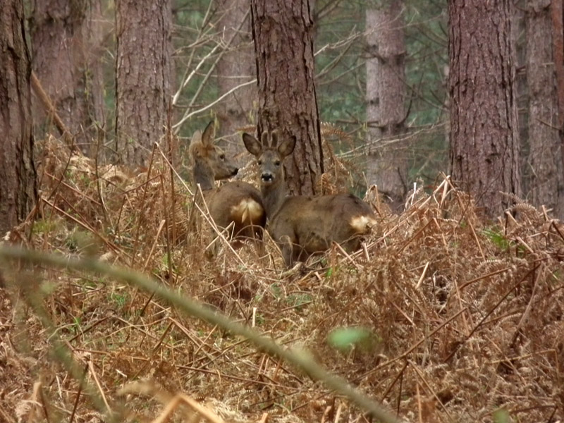 chevreuils dans le bois de sapin.jpg