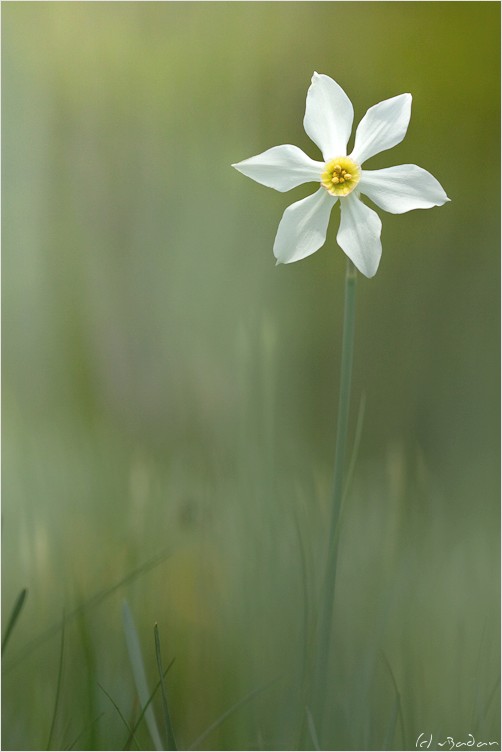 201005_narcisse.jpg