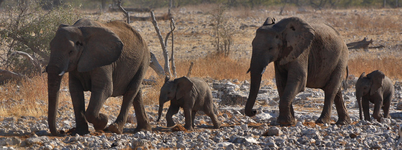 IMG_2872a-Etosha-ElÃ©phants.jpg