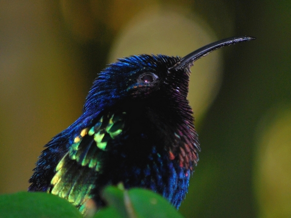 colibri madère.jpg