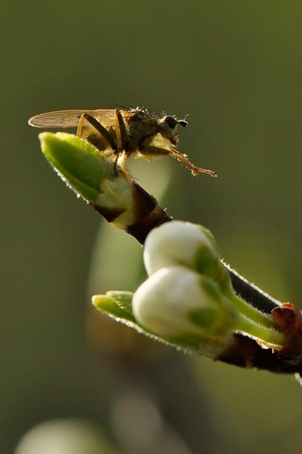 20110401-_DSC0311.jpg