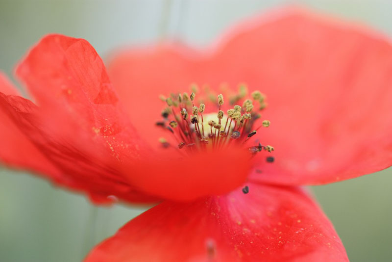 coquelicot 105 sigma.jpg