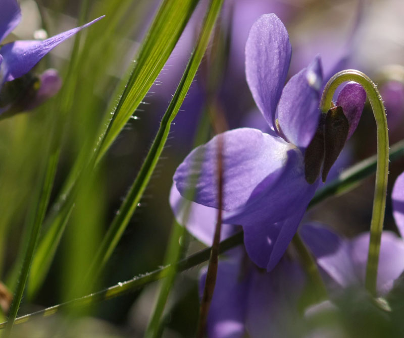 violette sigma 105.jpg