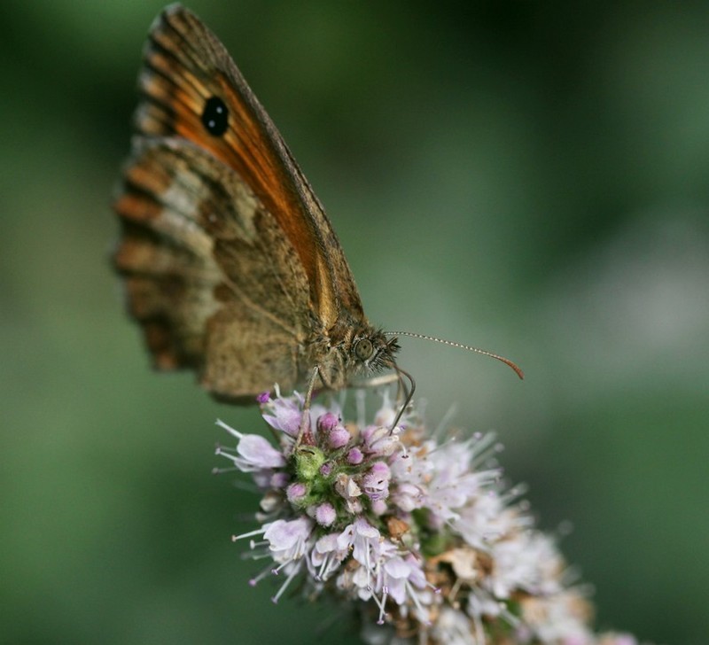 papillon.jpg