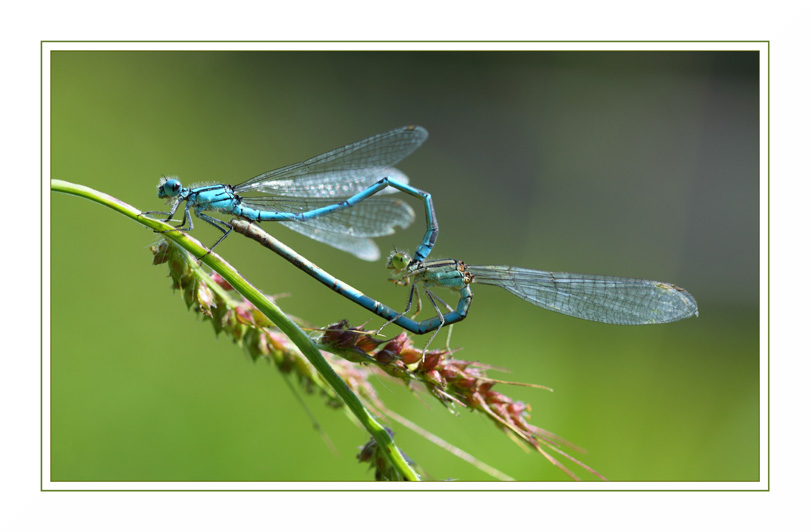 IMG_6467aconcours.jpg