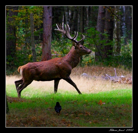 Rambouillet 04.jpg