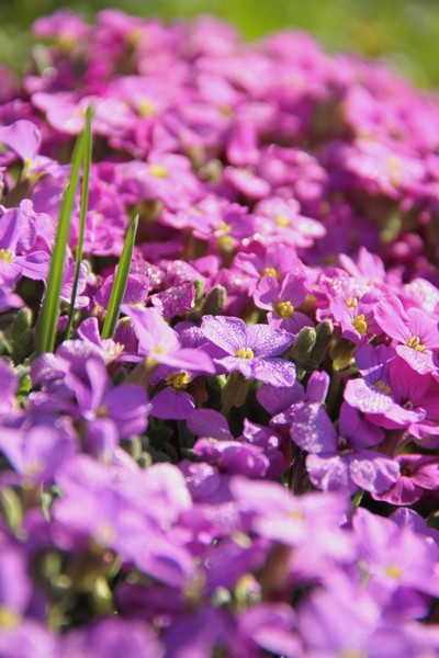 IMG_7808 bisbis.jpg