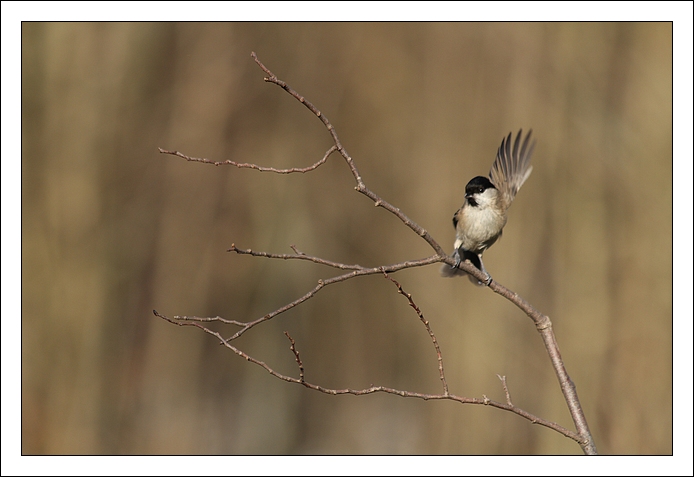 2011 01 16_0707_image_et_nature.jpg