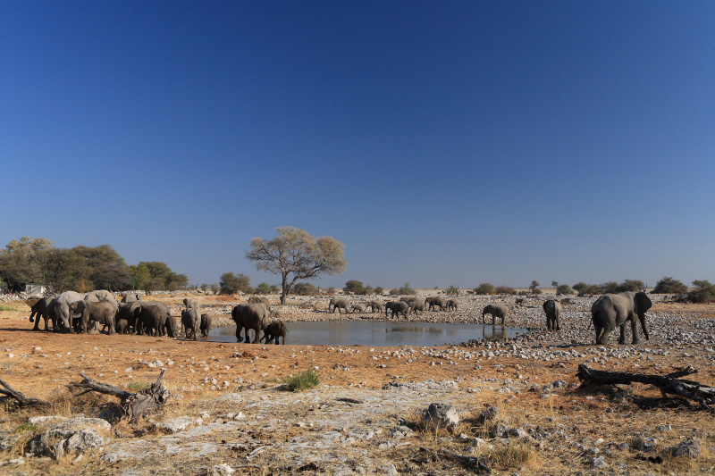 IMG_2889-Etosha-ElÃ©phants.jpg