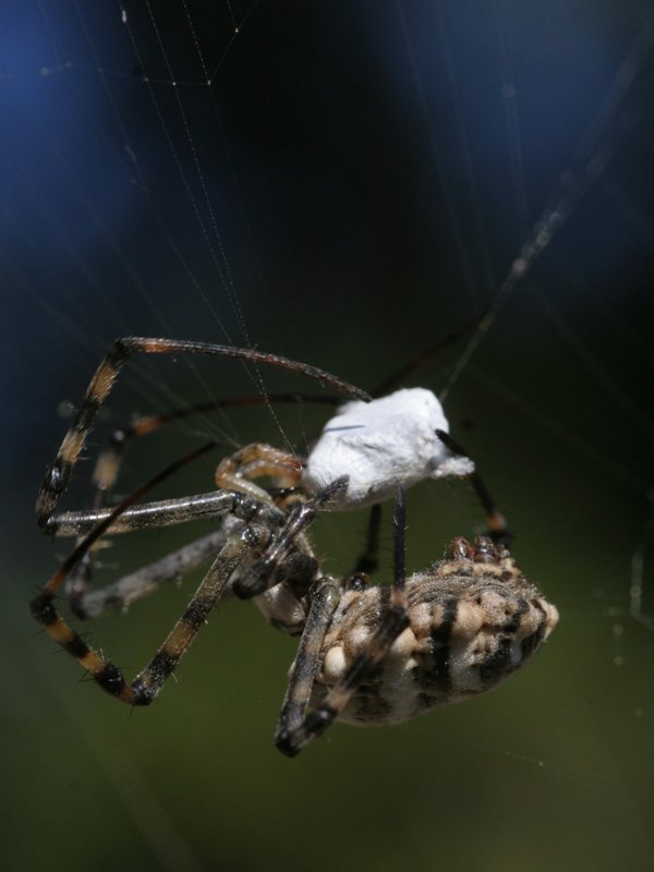 Argiope lobata (41).JPG