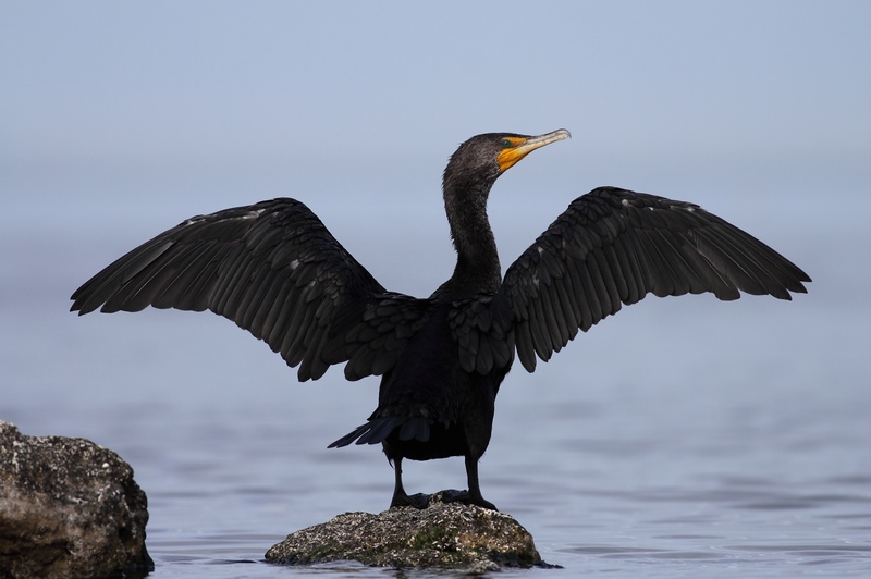 0040_030_CORMORAN_A_AIGRETTES_OBS_101229_FL_008.JPG