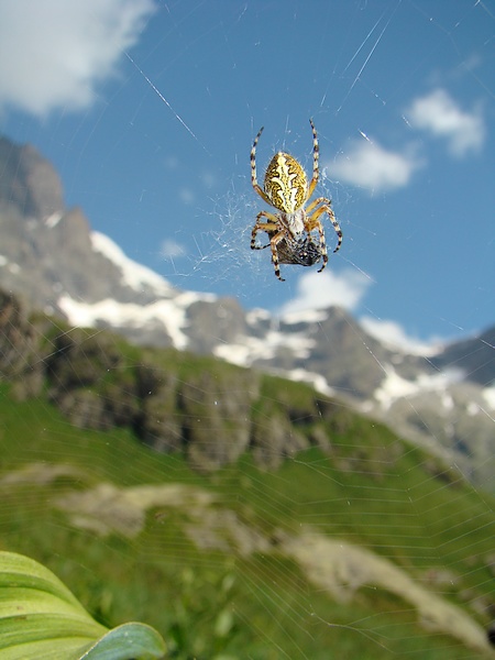 araignée.JPG