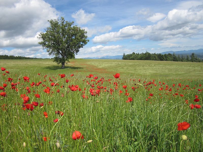 champ coquelicots.JPG