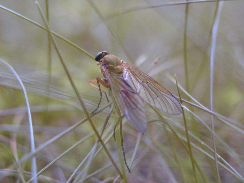 Insecte.jpg