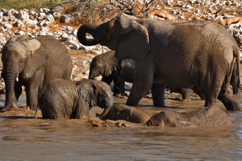 IMG_2790-Etosha-ElÃ©phants.jpg