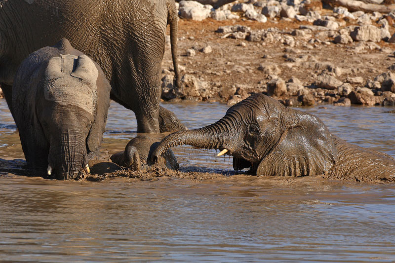 IMG_2796-Etosha-ElÃ©phants.jpg