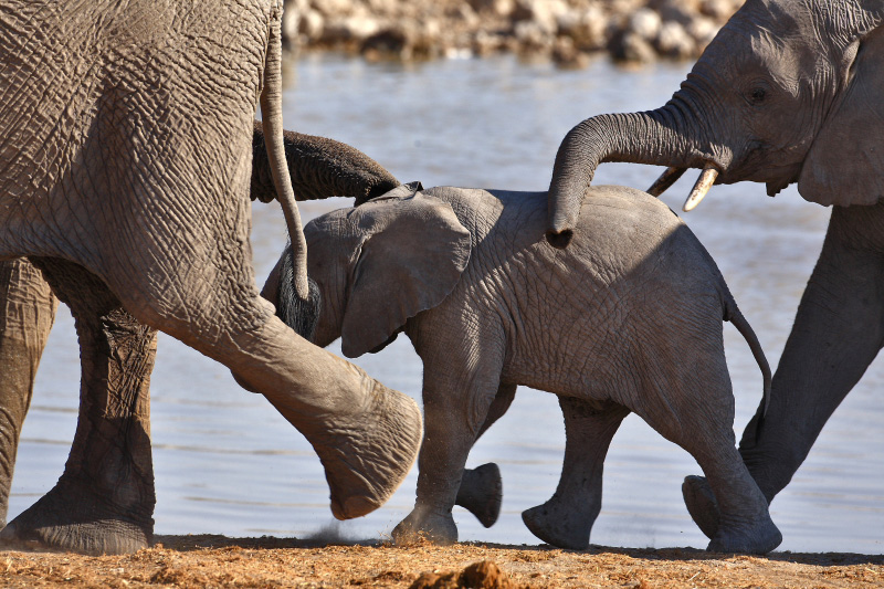 IMG_2720-Etosha-ElÃ©phants.jpg
