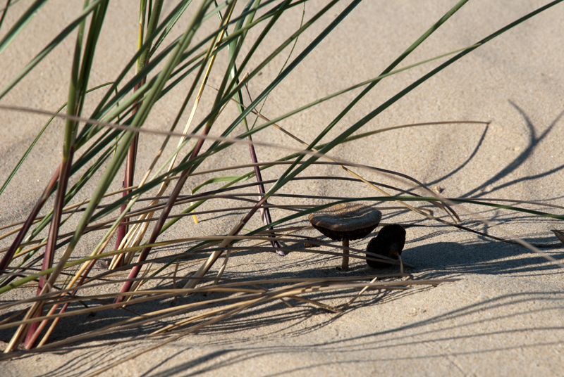 champi-dunes.jpg