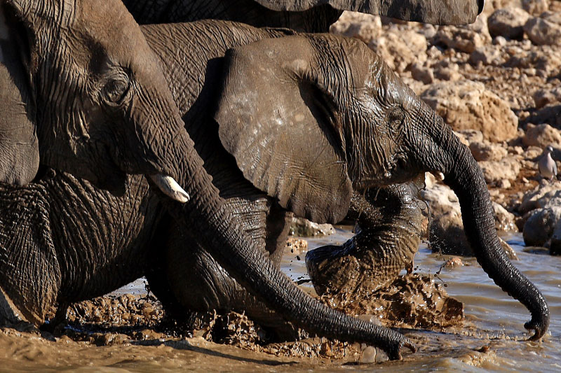 IMG_2679b-Etosha-ElÃ©phants.jpg