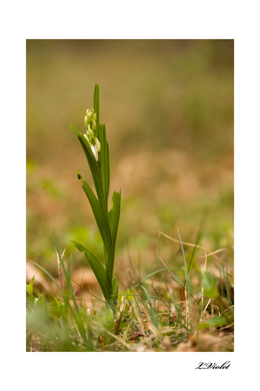 céphalanthère-blanche-10-04-11-cadre-web.jpg