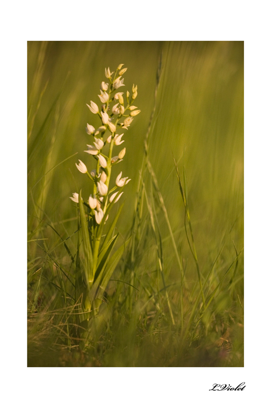 céphalanthère-blanche-15-04-11-cadre-web.jpg