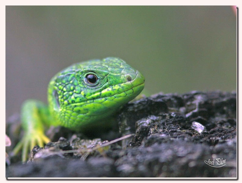 lÃ©zard .v0.JPG