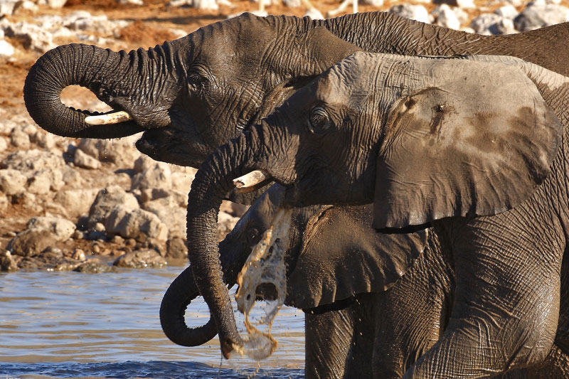 IMG_2830a-Etosha-ElÃ©phants.jpg