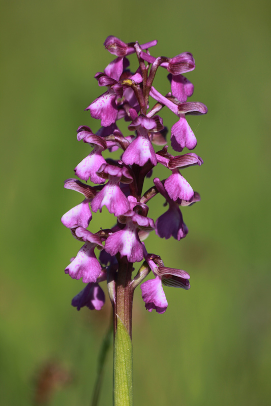 fleur 296.jpg