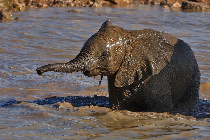 IMG_2808-Etosha-ElÃ©phants.jpg