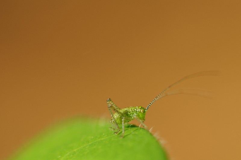 macro d'un insecte.jpg