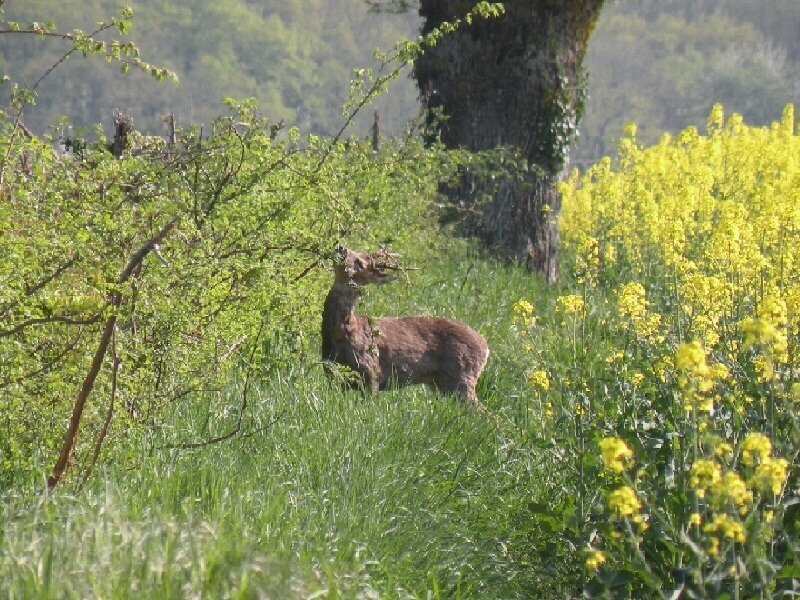 chevreuil311.jpg
