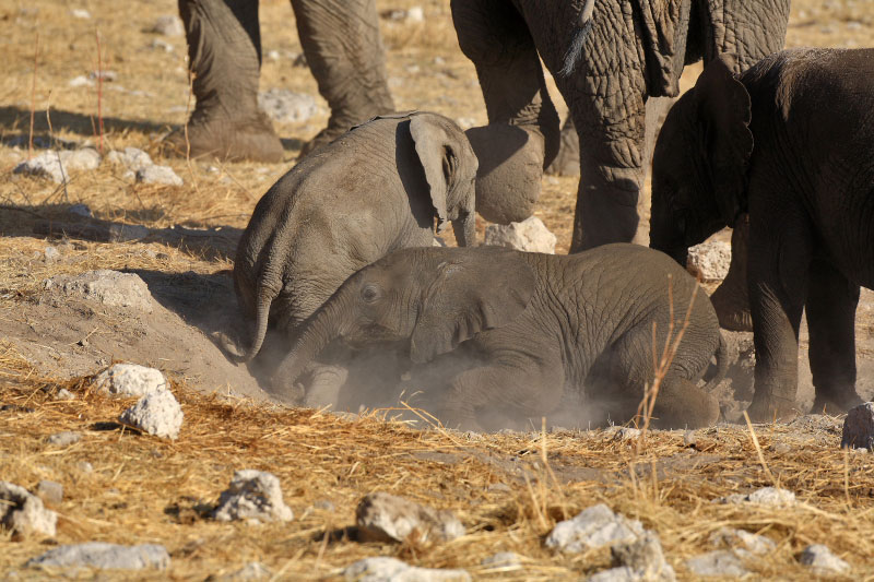 IMG_2898-Etosha-ElÃ©phants.jpg