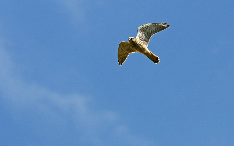 20090513093904_faucon crèsserelle copie.jpg