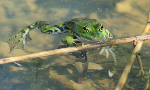 grenouille.jpg