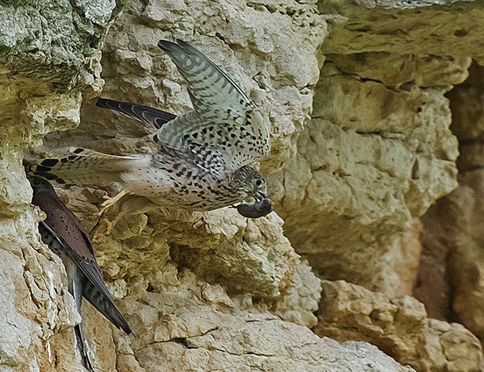 _DSC7464_1 - Copie (2).jpg