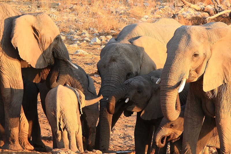 IMG_2999a Etosha ElÃ©phants.jpg