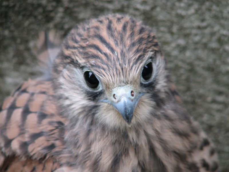Jeune Faucon Crécerelle_03.jpg