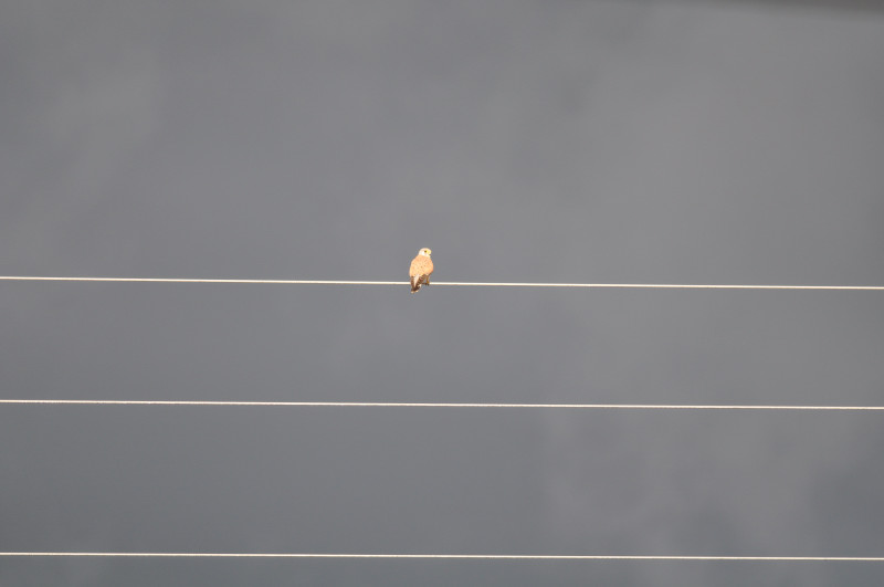 DSC_2725.JPG