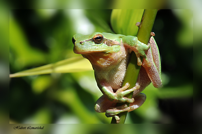 grenouilles_69.jpg
