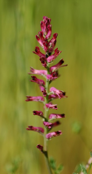 2011-05-20 papillons 027.JPG