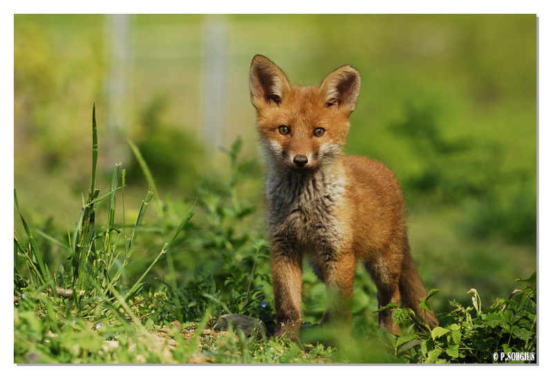 RENARD 4.jpg