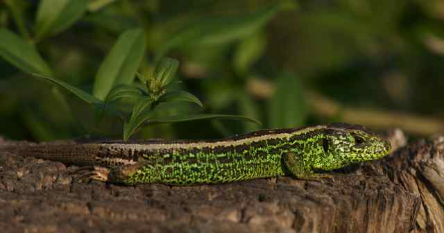 LÃ©zard des souches.jpg