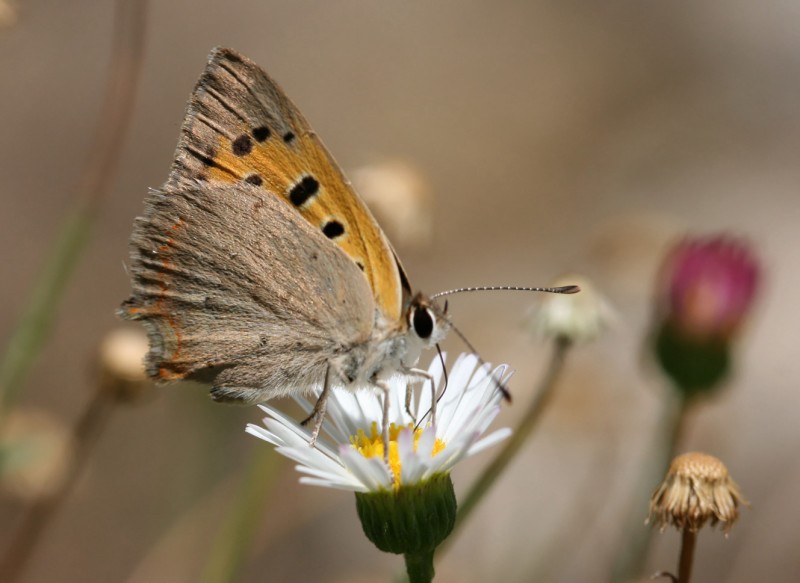 papillon 1 [800x600].jpg